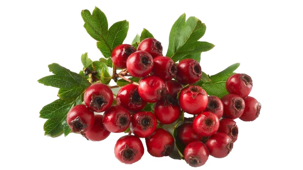 Hawthorn in Toner